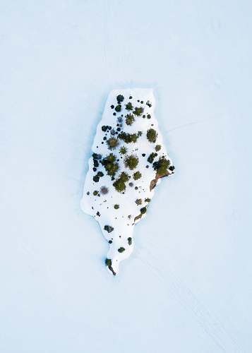winter green plant on white paint gold creek pond